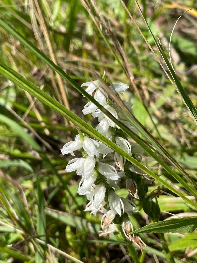 Spiranthes magnicamporum — search result for 'Spiranthes'