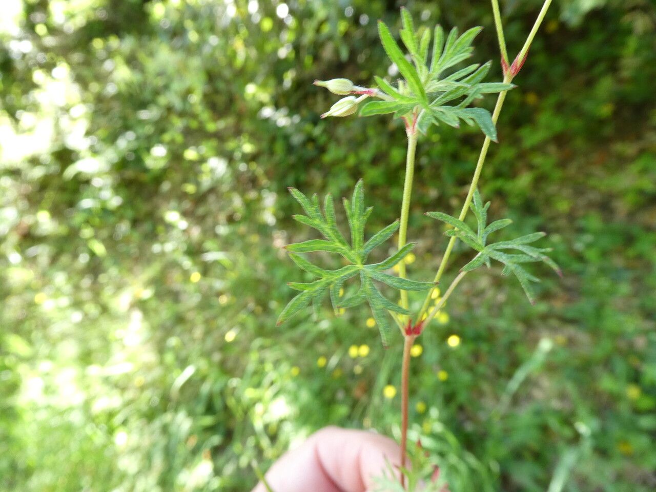 Geranium columbinum — search result for 'Geraniaceae'