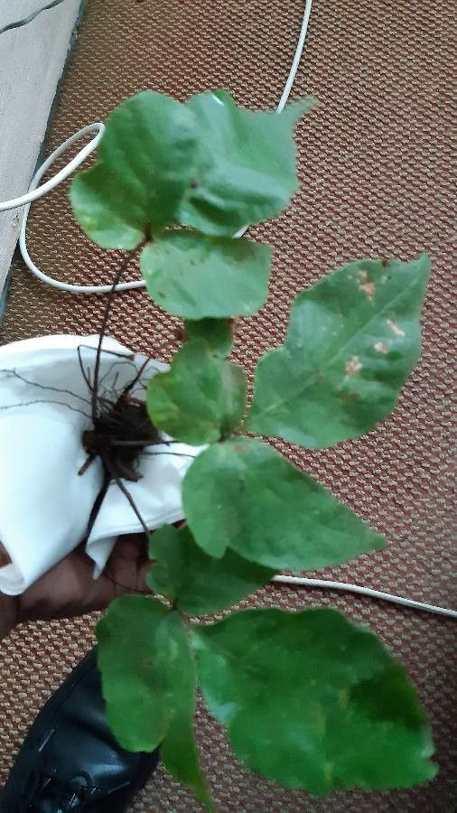 Tectaria heracleifolia leaf