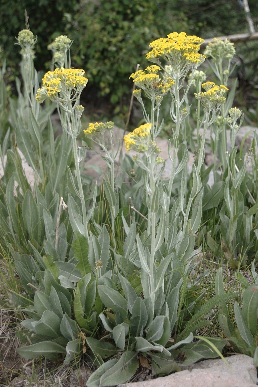 Senecio atratus flower