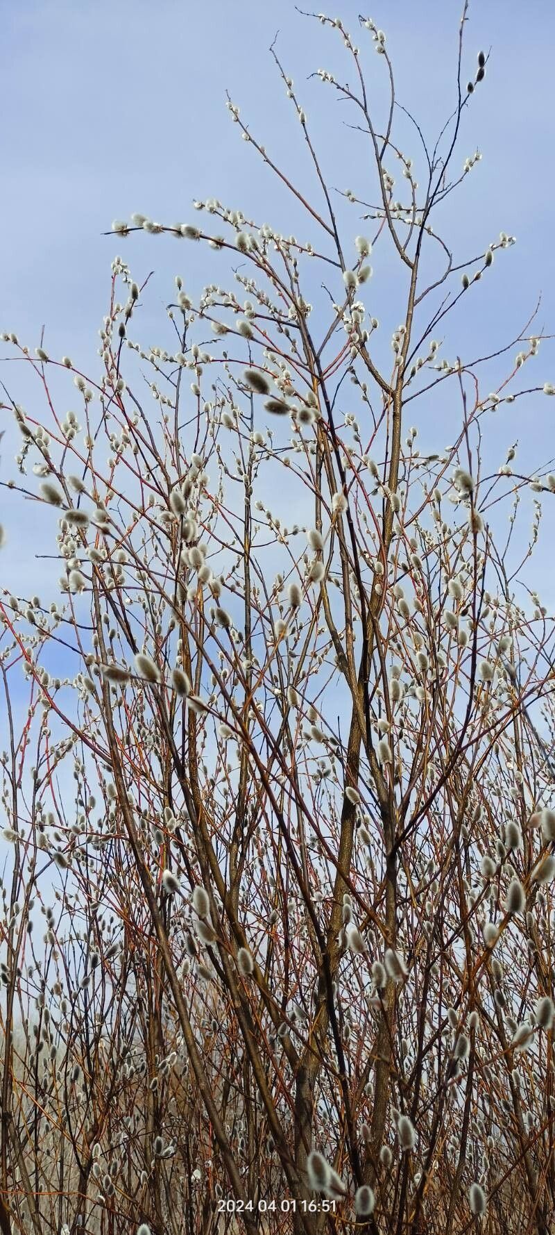 Salix acutifolia bark