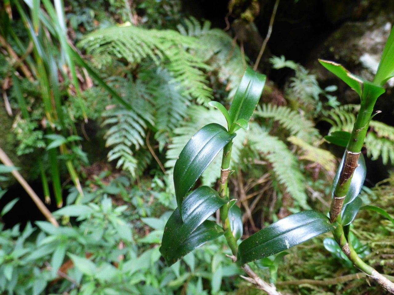 Jumellea rossii habit