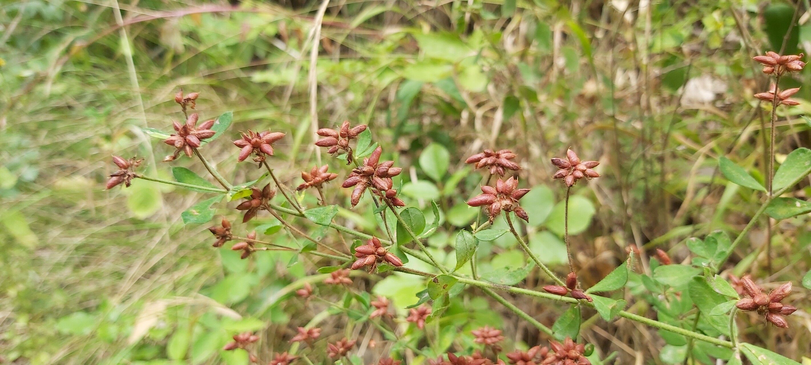 Dorycnium graecum — related species from the same genus