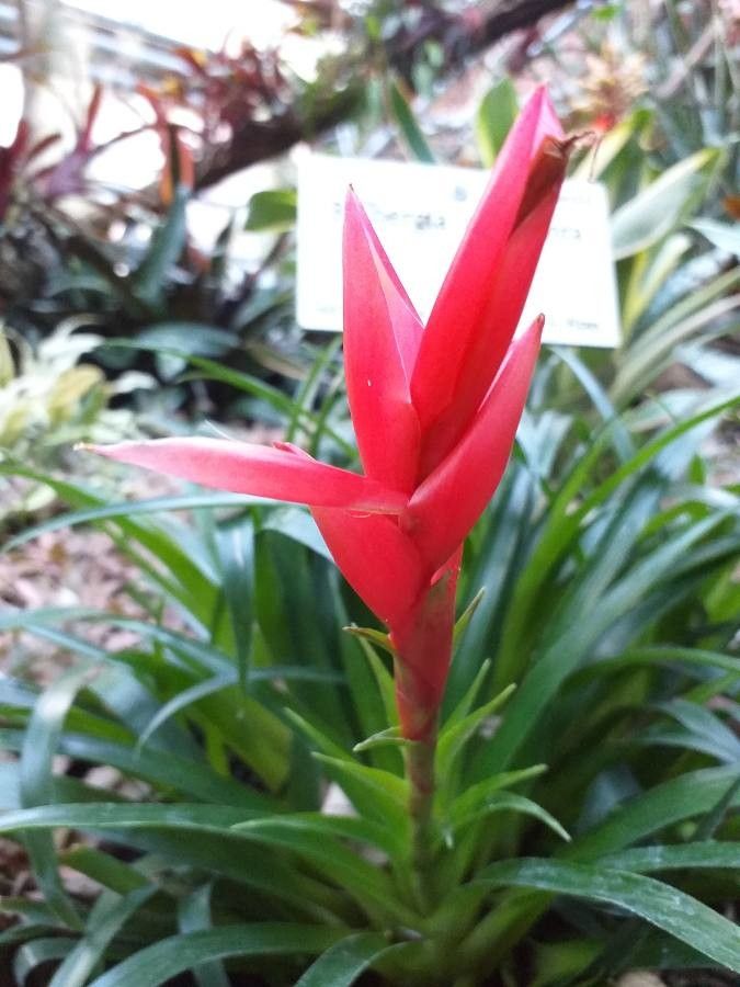 Billbergia viridiflora flower