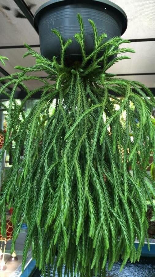 Huperzia acerosa — related species from the same genus