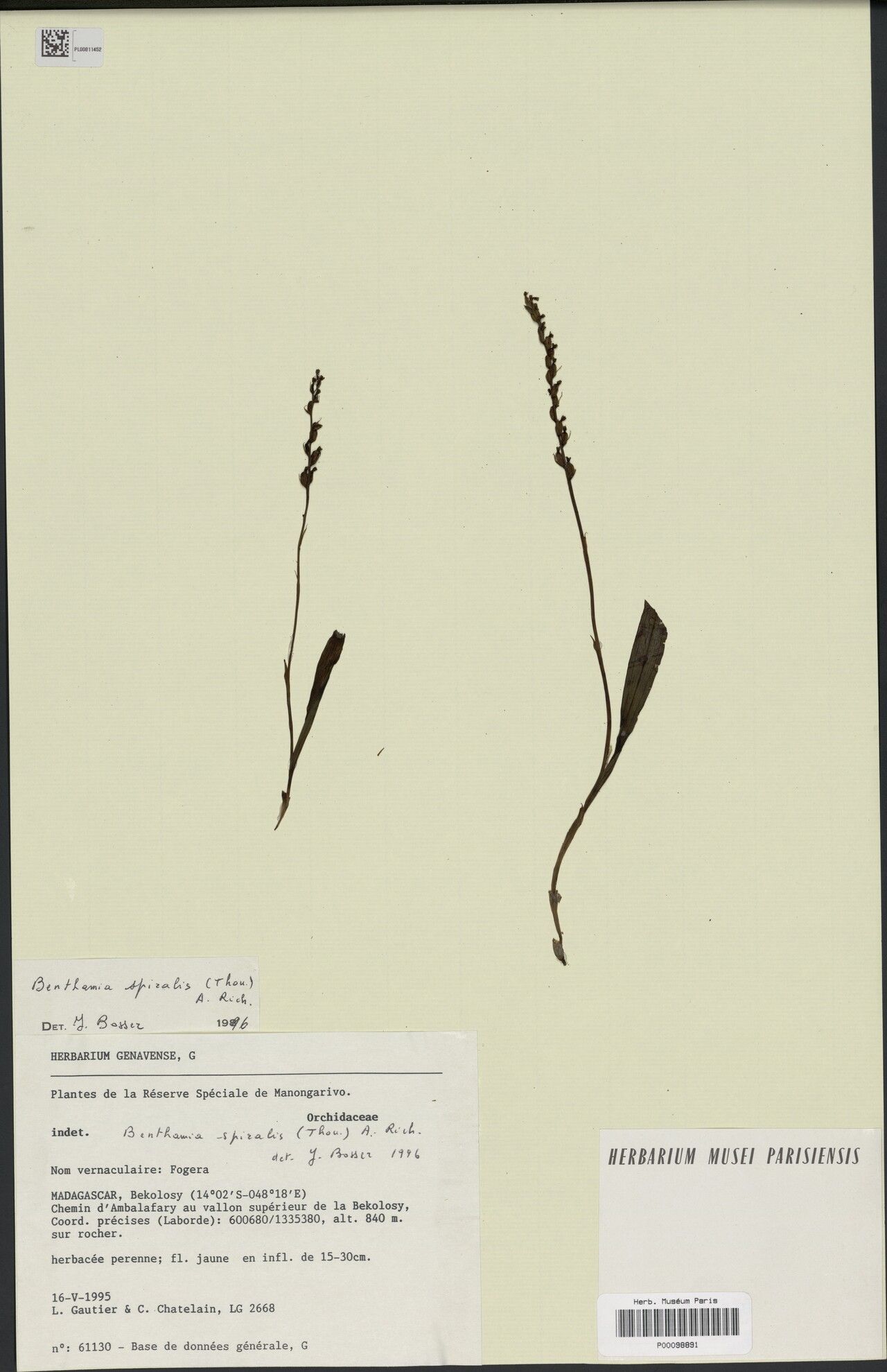 Habenaria spiraloides — houseplant care guide