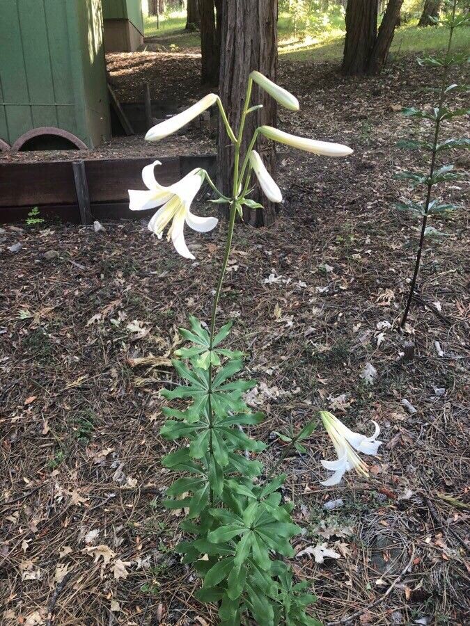 Lilium washingtonianum other