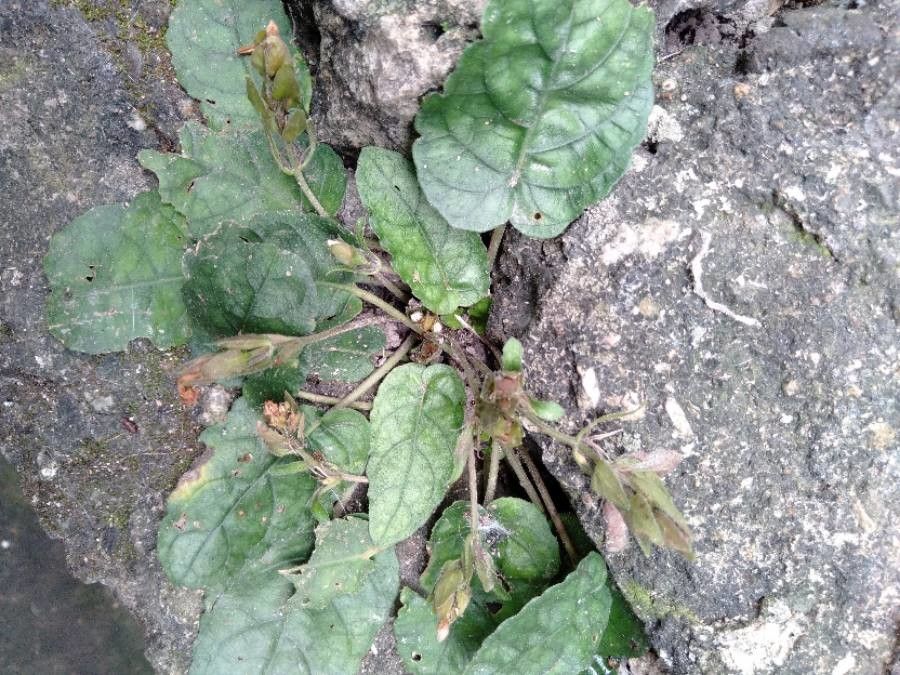 Hemigraphis reptans flower