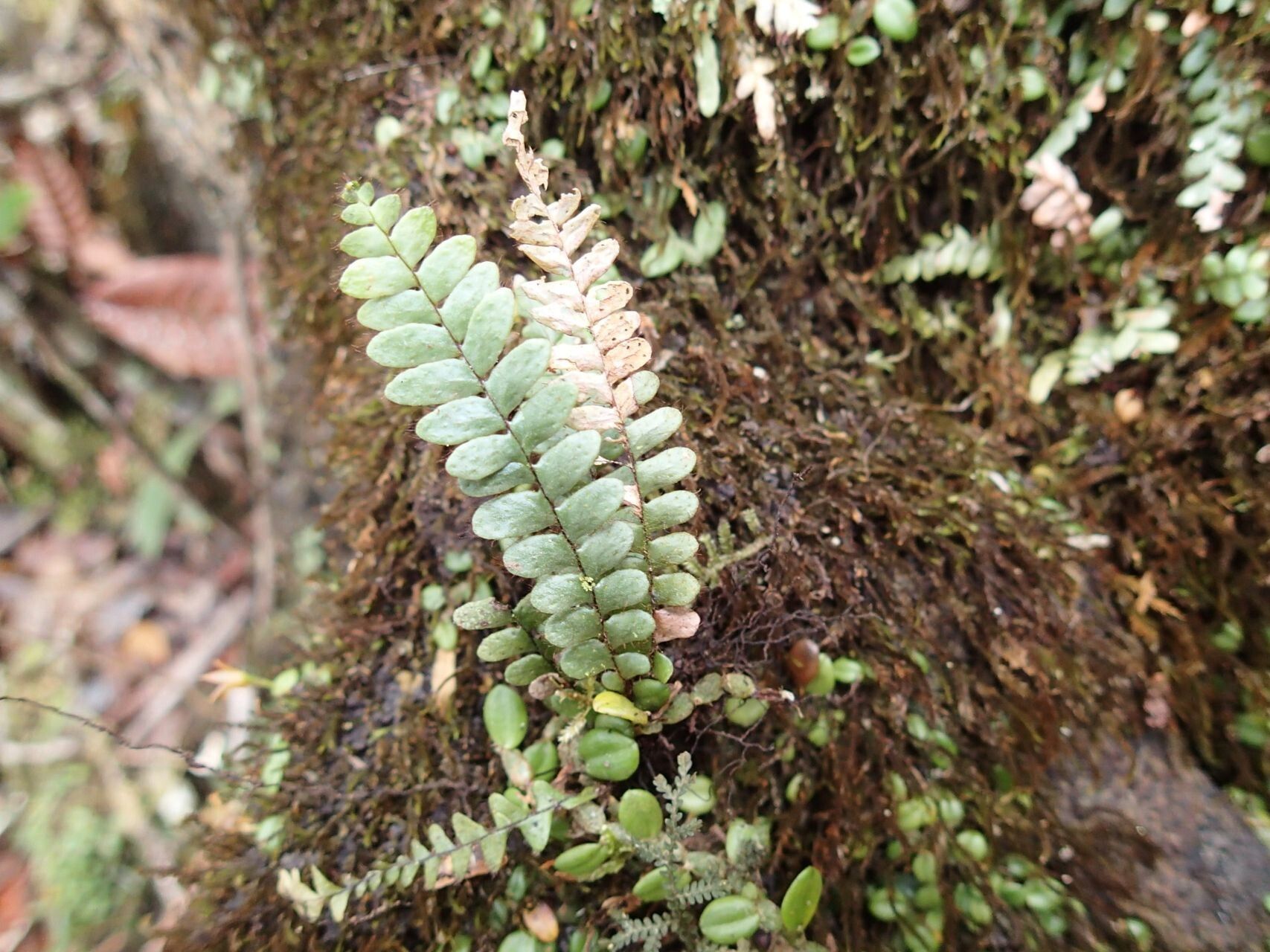 Ctenopterella lasiostipes — related species from the same genus