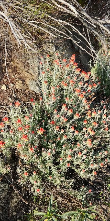 Castilleja arachnoidea flower