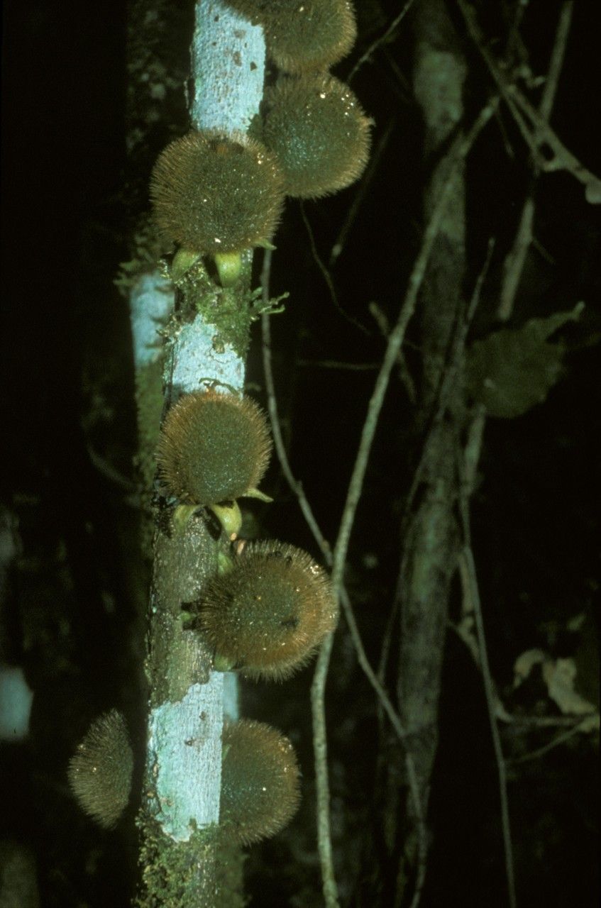 Diospyros matheriana — houseplant care guide