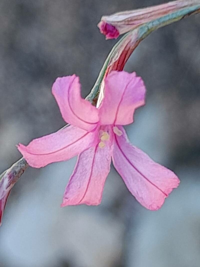 Acantholimon scorpius flower