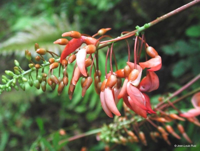 Strongylodon lucidus fruit