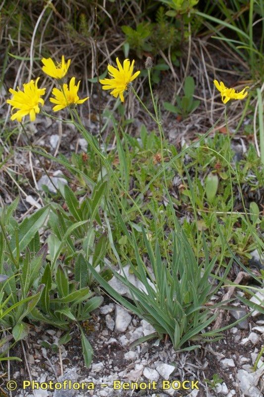 Hieracium bupleuroides — houseplant care guide