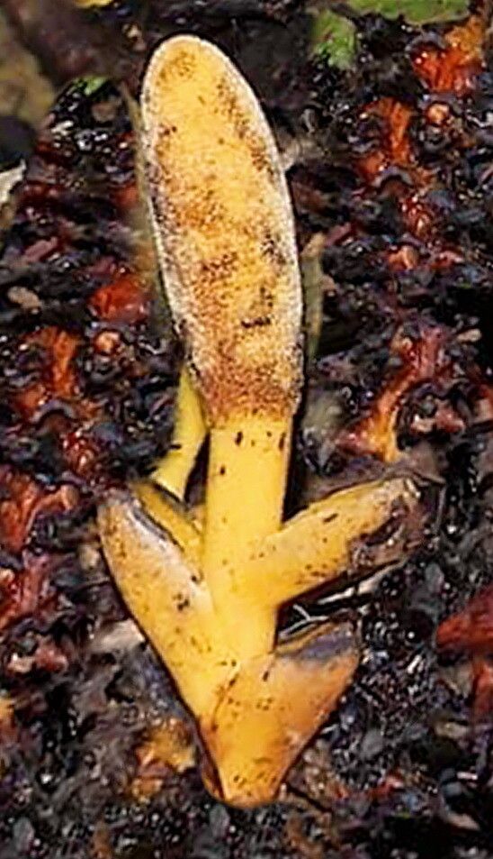 Balanophora latisepala — houseplant care guide