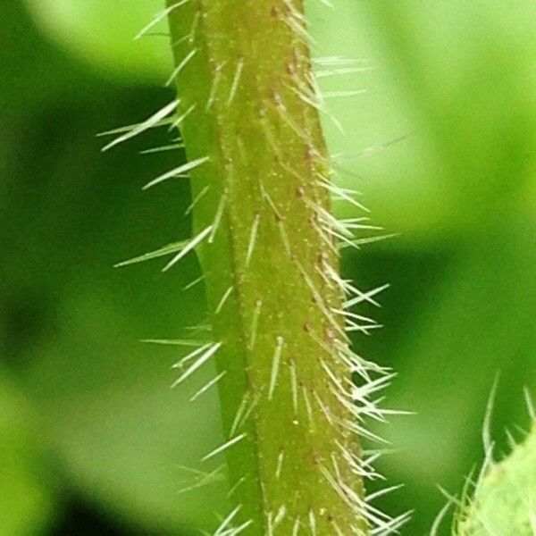 Anchusa arvensis bark