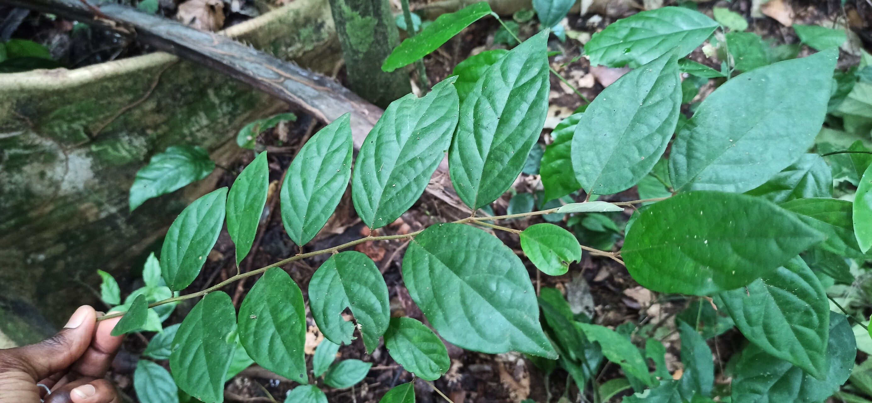 Diospyros onanae leaf