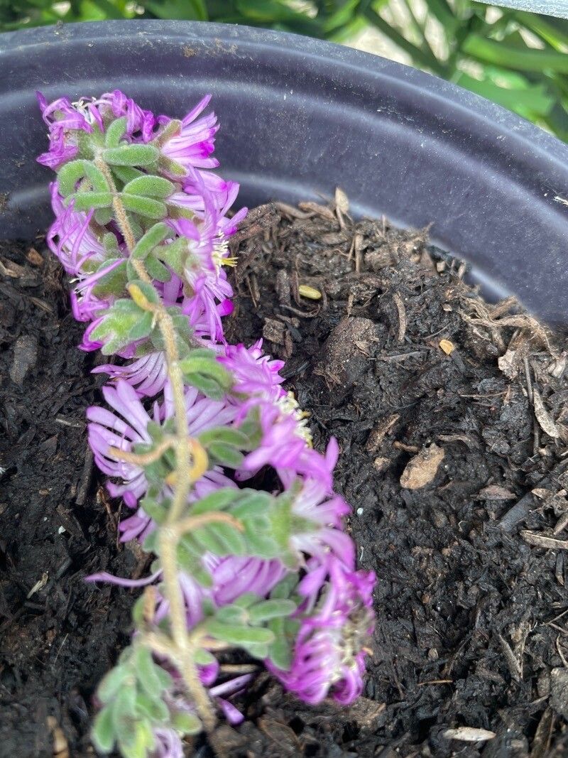 Drosanthemum floribundum bark