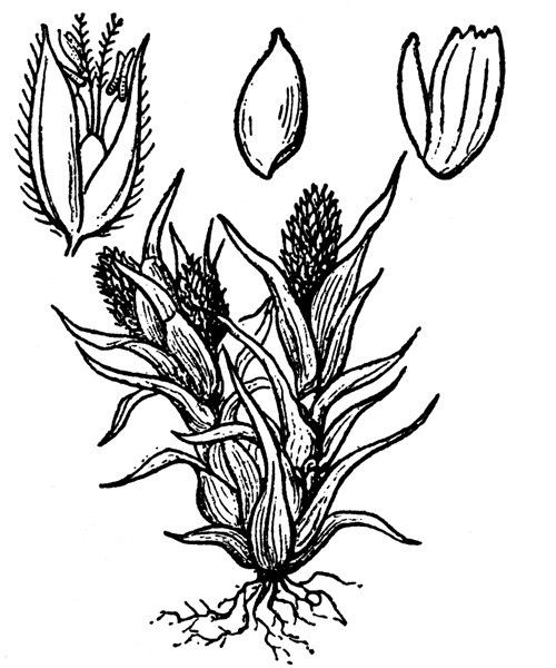 Phleum crypsoides — related species from the same genus