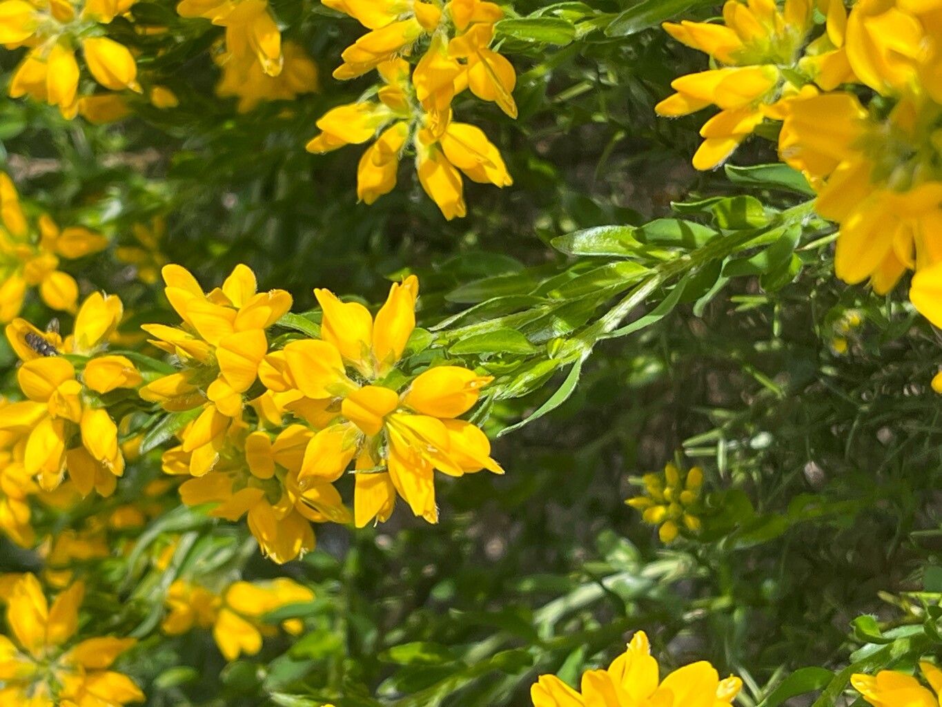 Genista sylvestris flower