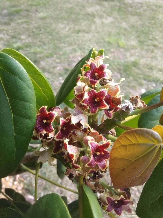Acropogon bullatus flower
