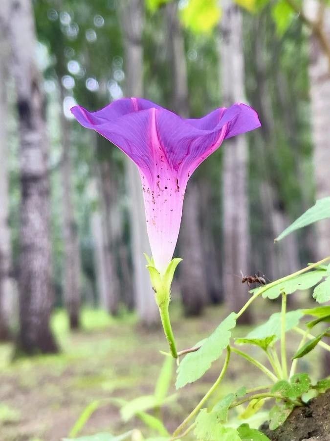 Ipomoea sagittata flower