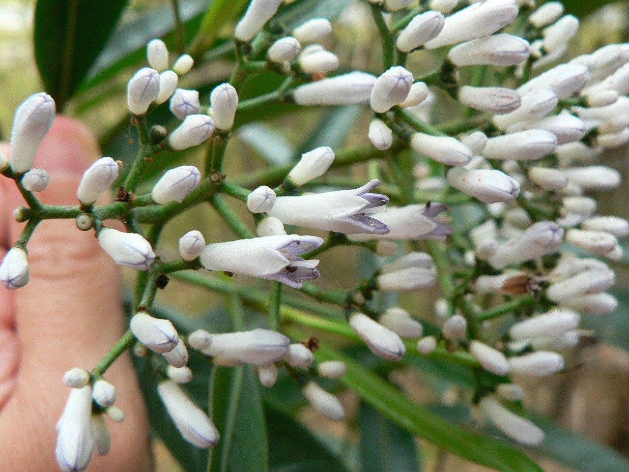 Psychotria oua-tilouensis — houseplant care guide