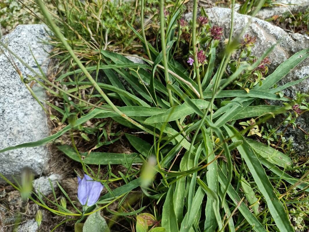 Hieracium sparsum — houseplant care guide