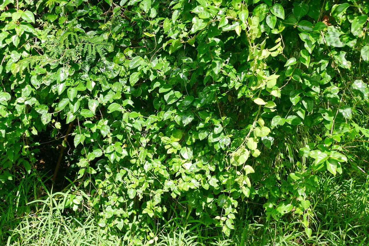 Gymnema tricholepis habit