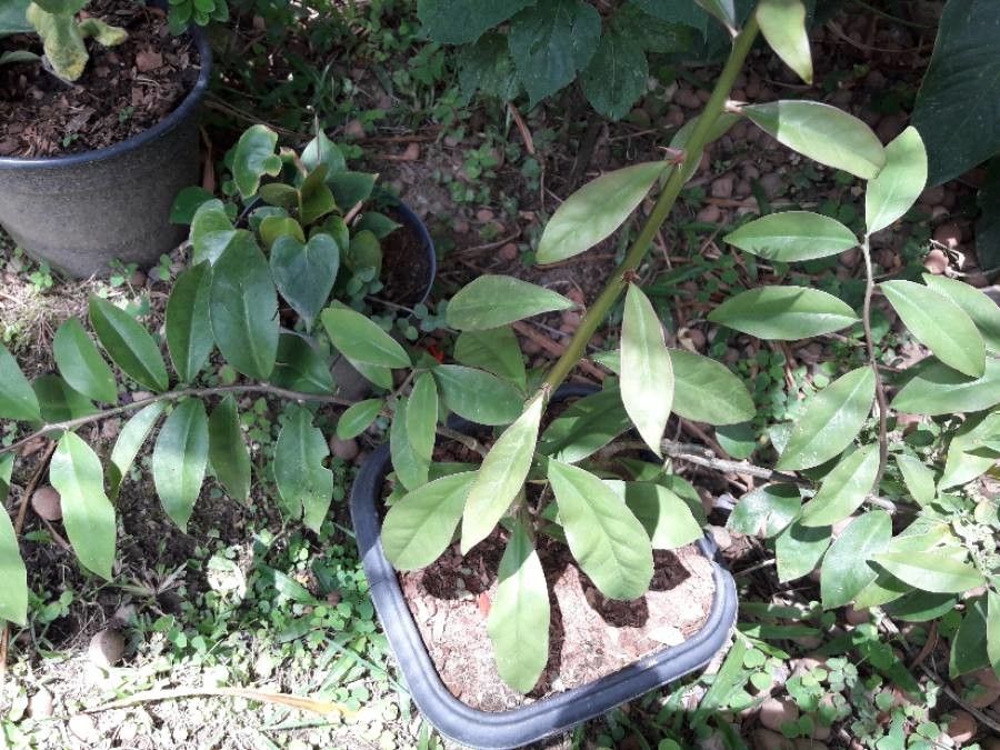 Pereskia aculeata leaf