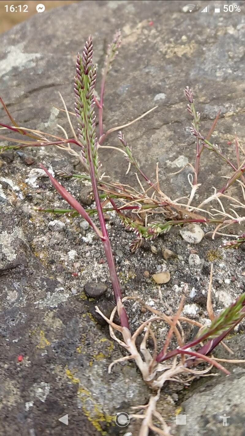 Catapodium marinum — related species from the same genus