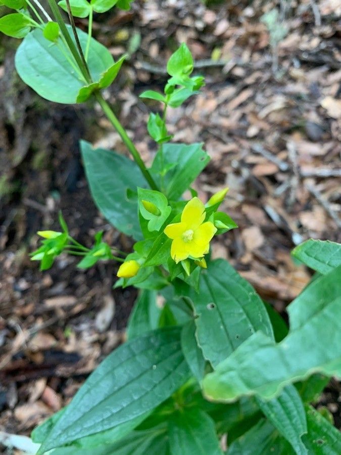 Ixanthus viscosus flower