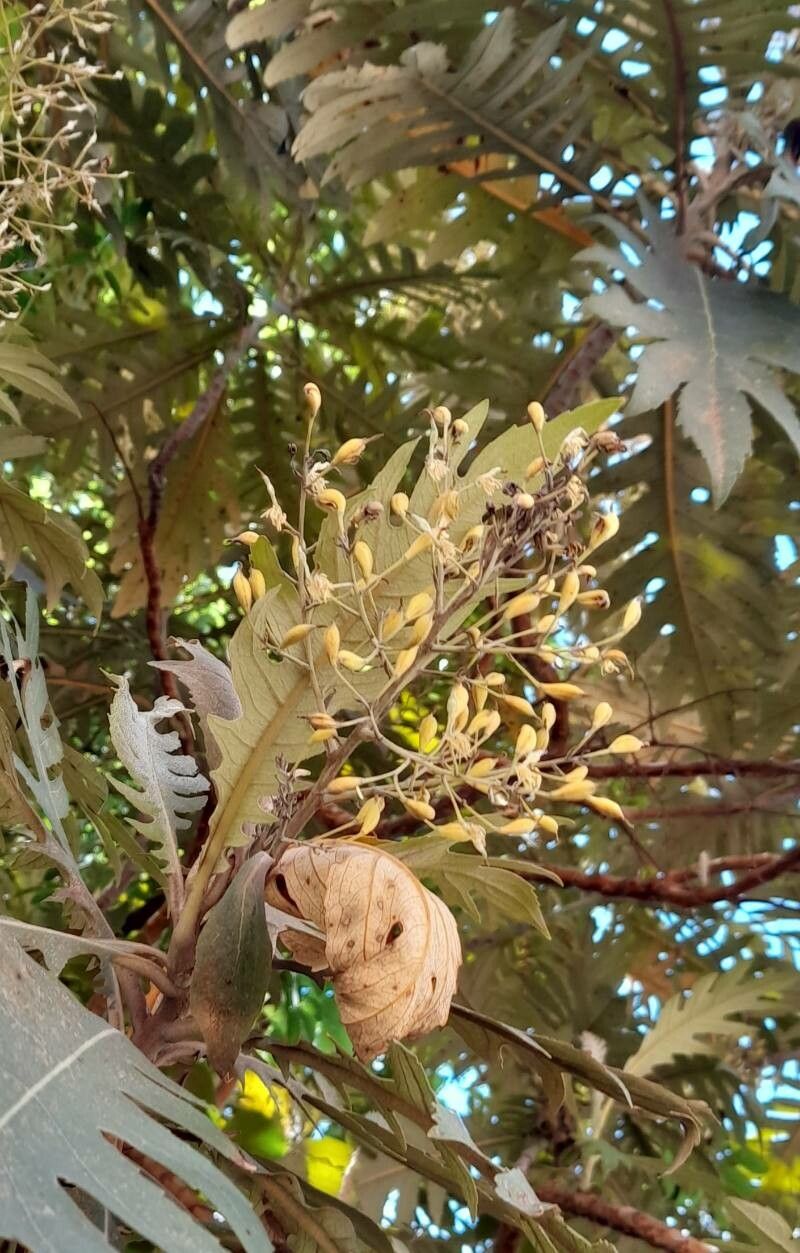Bocconia integrifolia fruit
