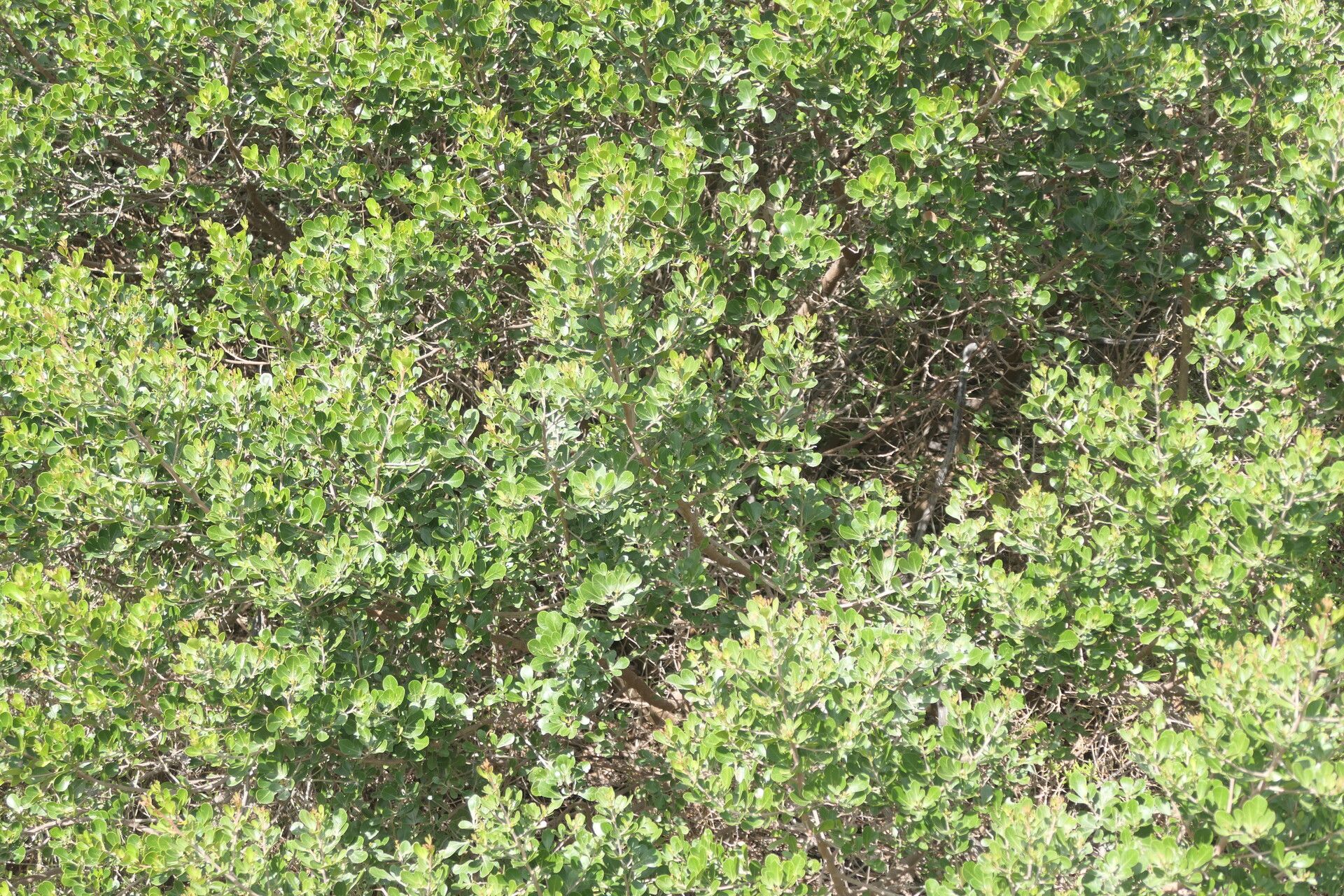 Searsia lucida habit