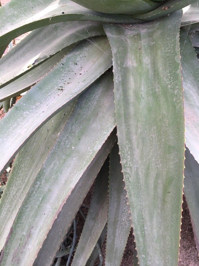Aloe spicata leaf