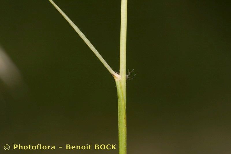Danthonia alpina bark