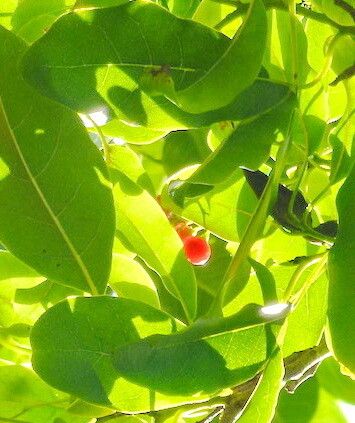 Bourreria petiolaris — houseplant care guide