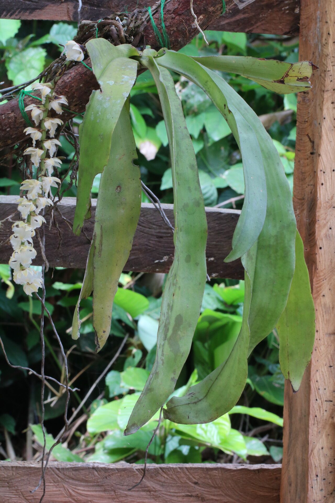 Diaphananthe pellucida habit