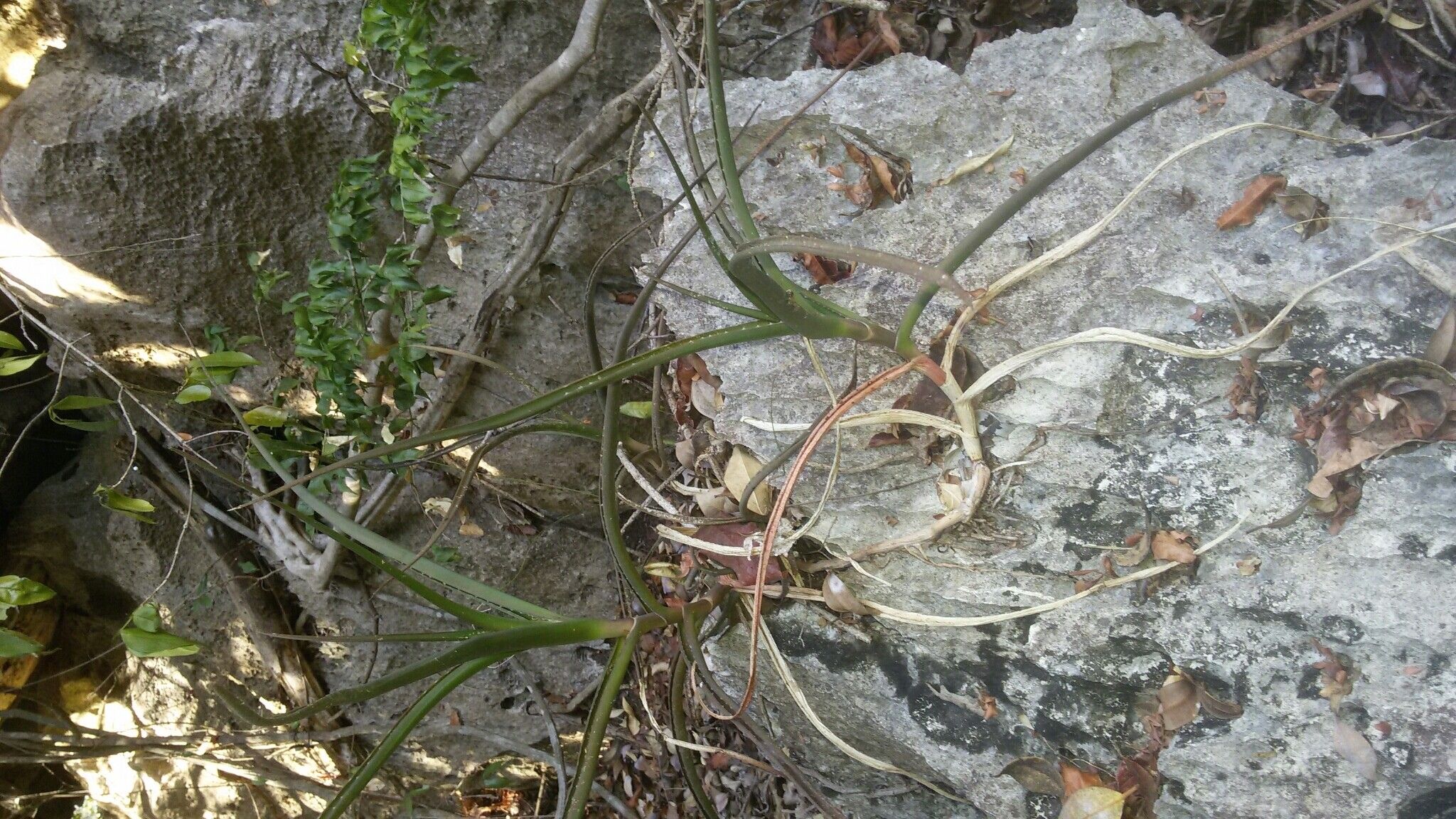 Aloe antsingyensis habit