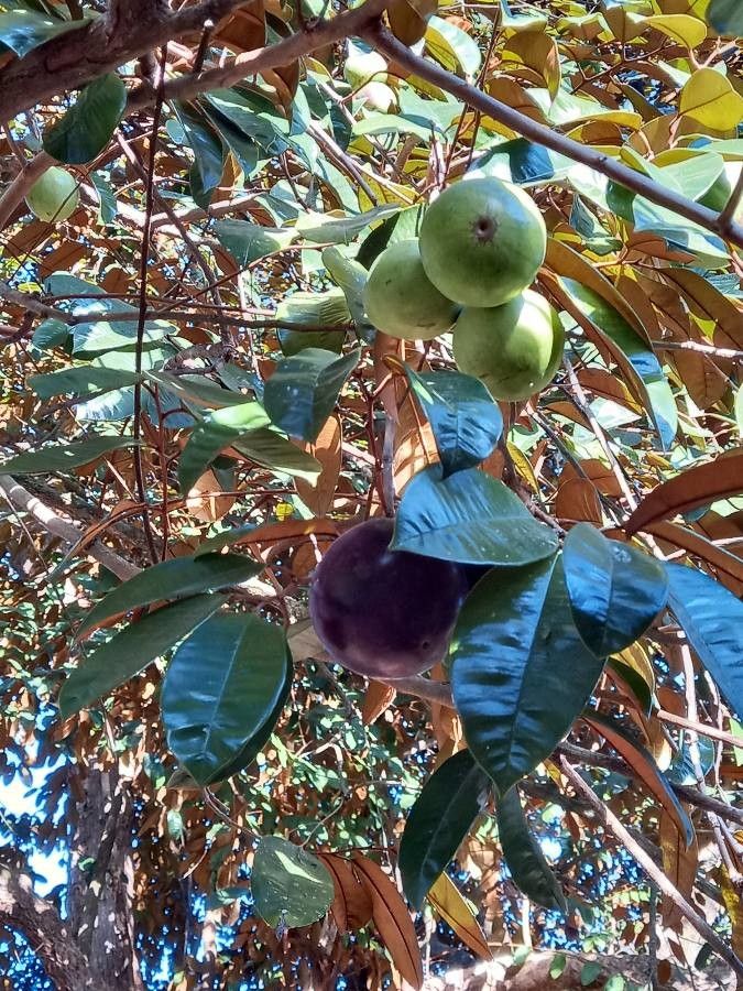 Chrysophyllum cainito fruit