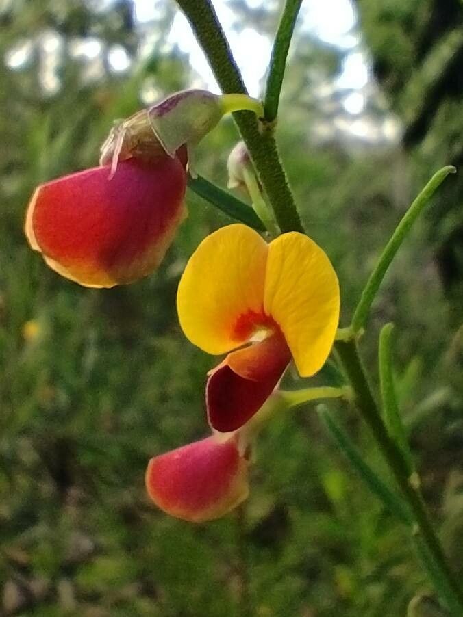 Bossiaea heterophylla flower