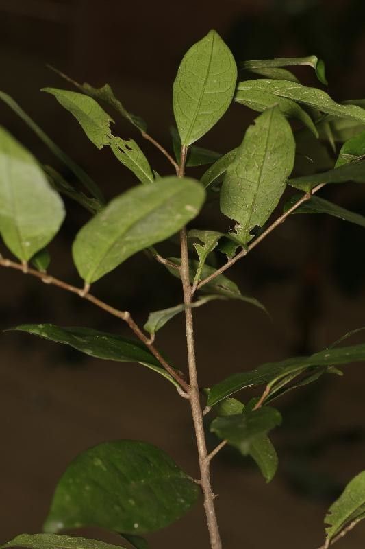 Tapura guianensis habit