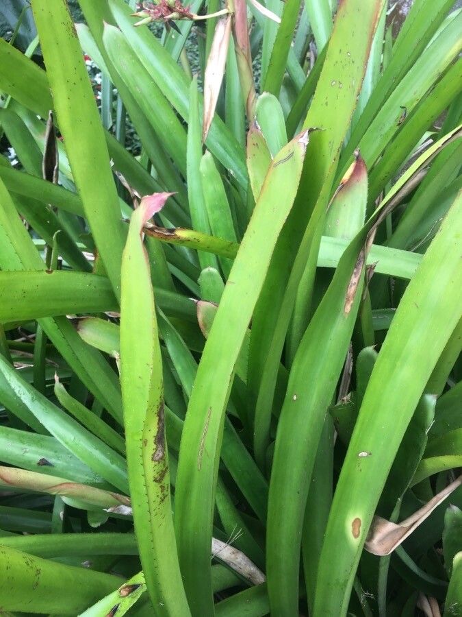 Guzmania plumieri leaf