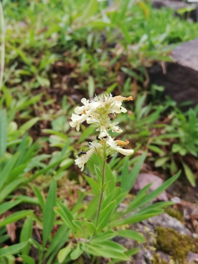 Penstemon confertus flower