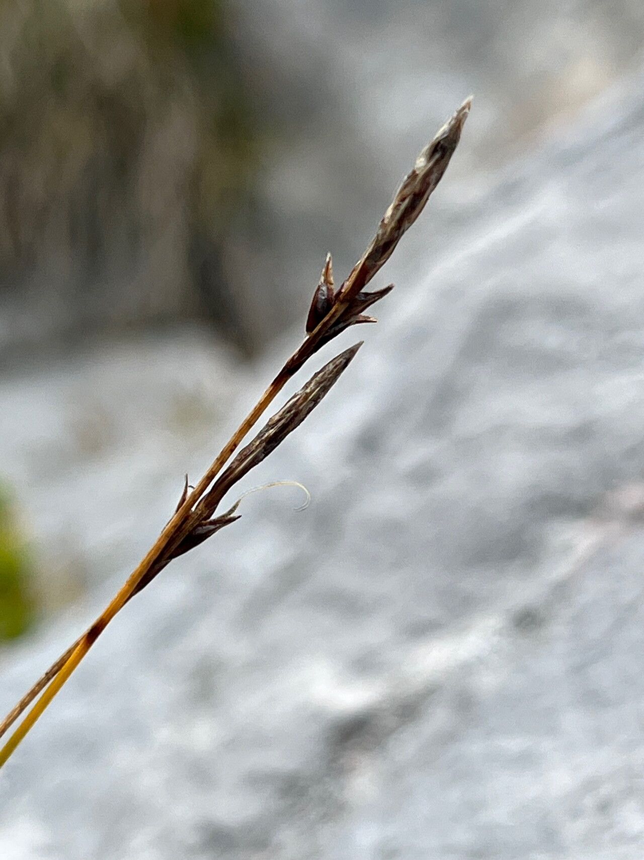 Carex mucronata flower