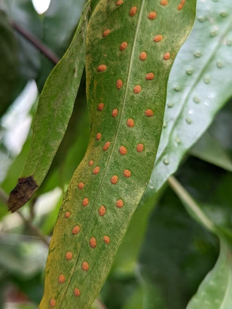 Phymatosorus scolopendria fruit