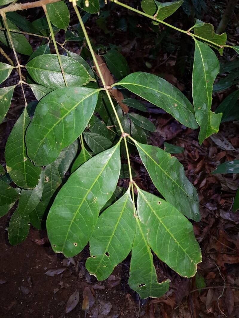 Protium stevensonii leaf