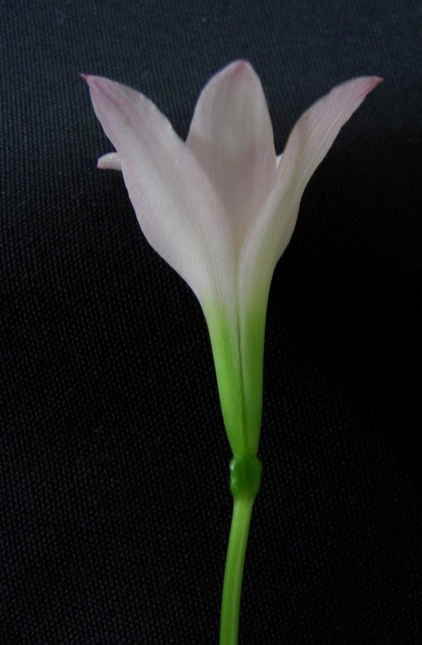 Zephyranthes Lindleyana