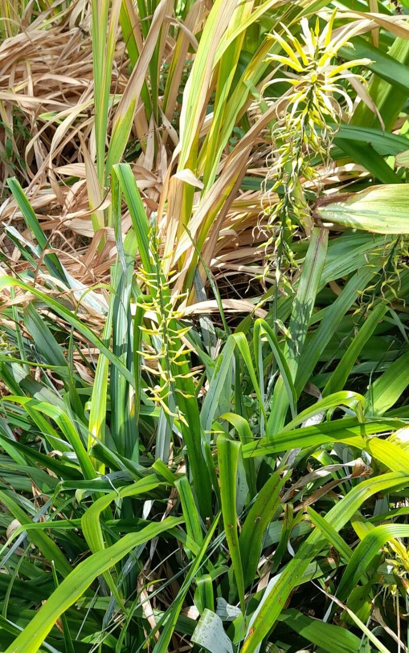 Pitcairnia wilburiana habit