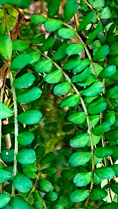 Sophora cassioides leaf